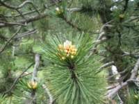 norayr2266_yannis60961_small.jpg